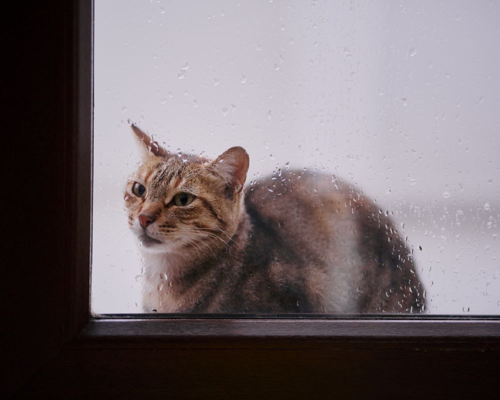 Rainy Days Don't Have to Mean Bored Pets