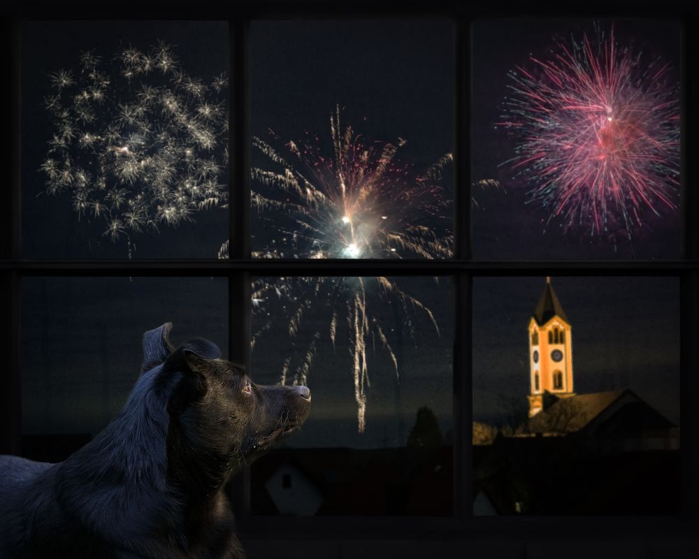 Firework Frights? How to Keep Your Beloved Pet Calm and Safe This Bonfire Season