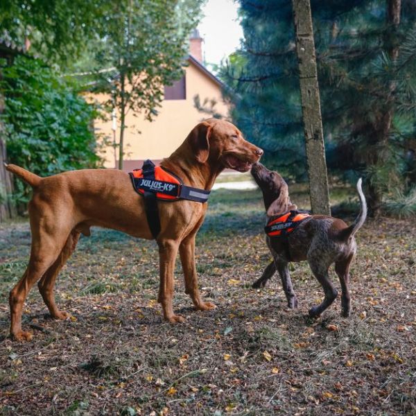 Julius K9 IDC Power Harness (UV Orange)