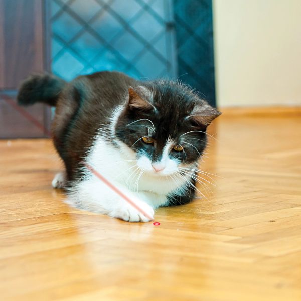 KONG Cat Laser Pointer