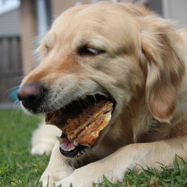 Lulu's Kitchen Sumthn' Fishee (Shark Skin)