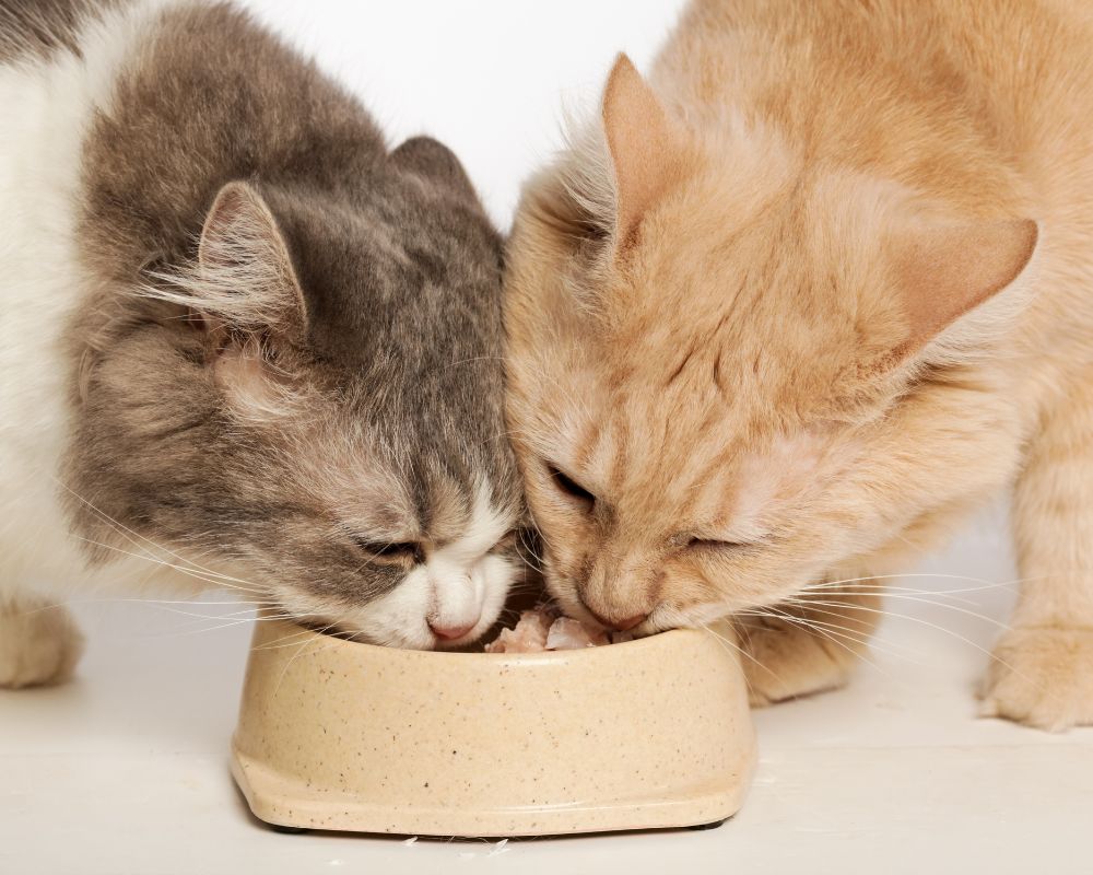 What Should You Really Be Feeding Your Cat? A Guide to Natural Cat Nutrition