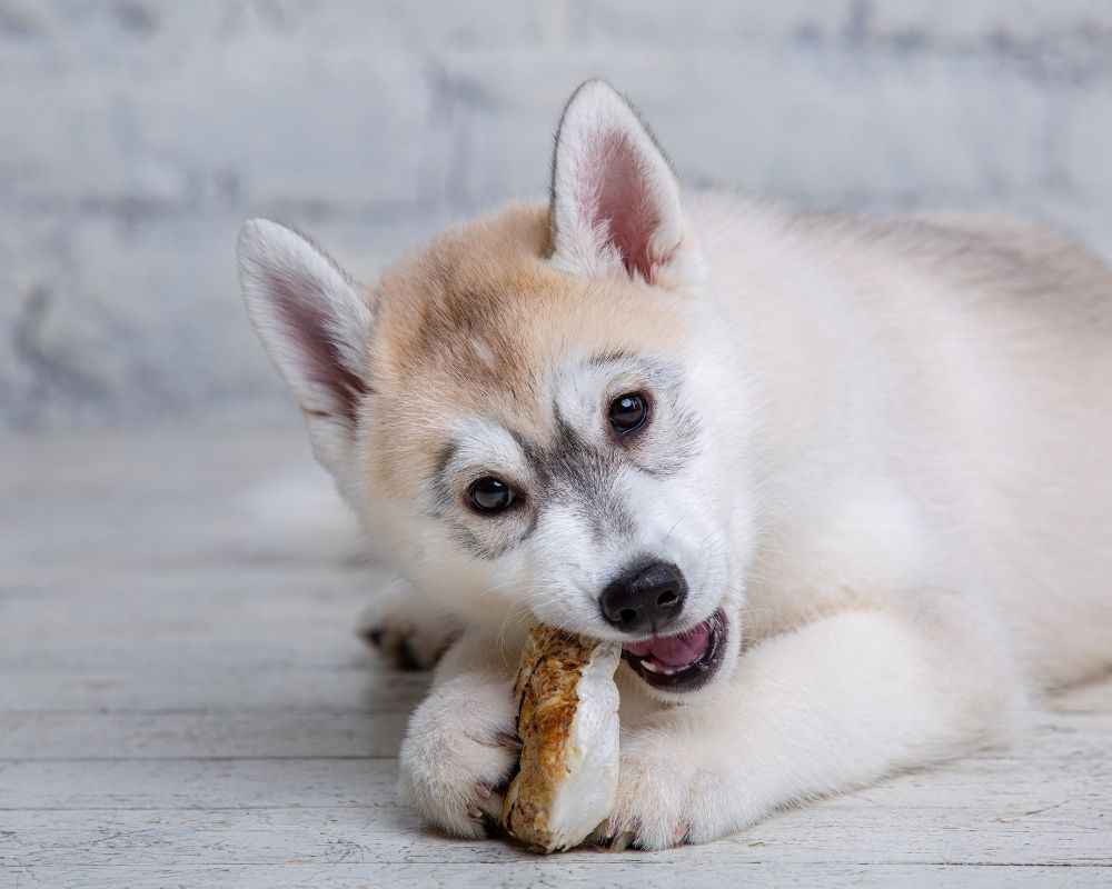 The Truth About Single Ingredient Dog Treats