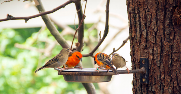 Feeding Wildlife in Your Garden; A Beginners Guide to Bird Feed - Sash ...