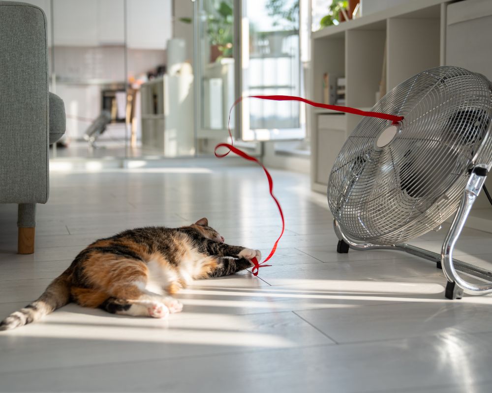 Indoor Cats and Summer Heat: What We Tell Our Customers