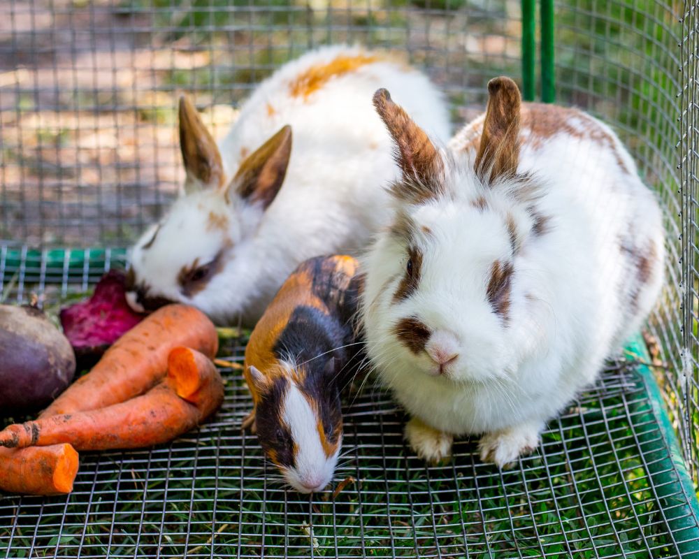 What Should Rabbits and Guinea Pigs Really Be Eating?