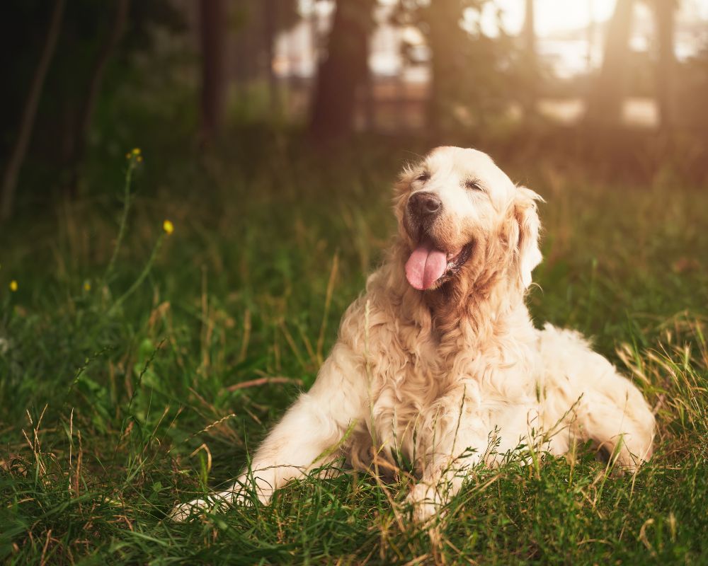 Caring for Your Dog's Joints in Autumn: What Changes and What to Do About It