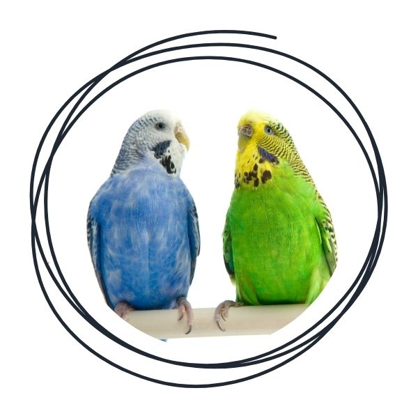 Budgie