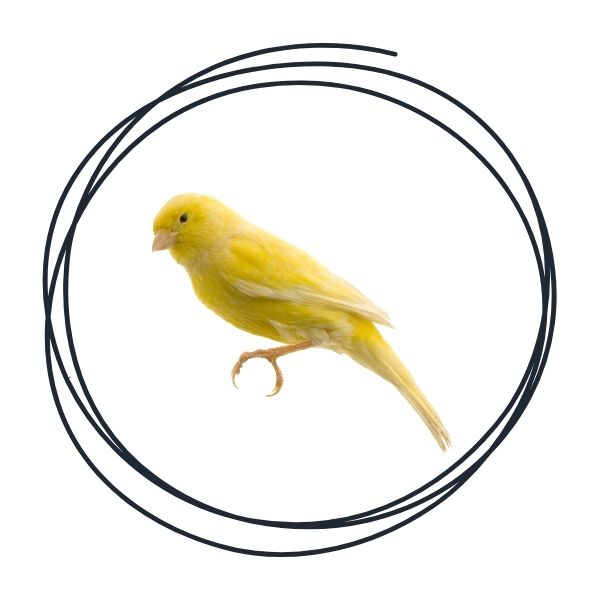 Canary