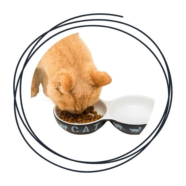 Cat Bowls & Feeding