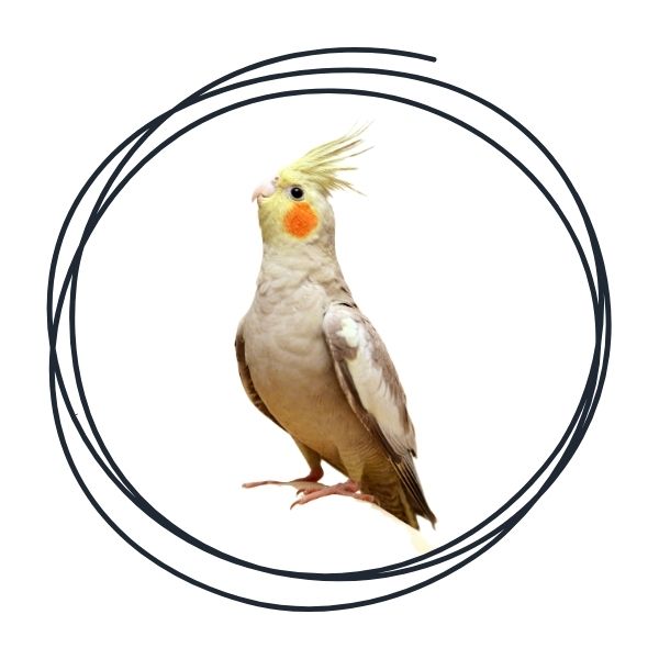 Cockatiel & Lovebird