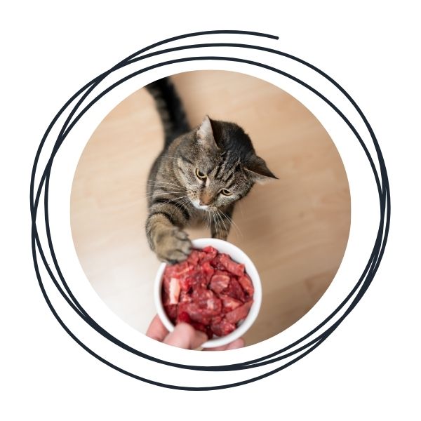 Frozen Cat Food