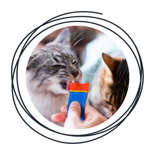 Frozen Cat Treats