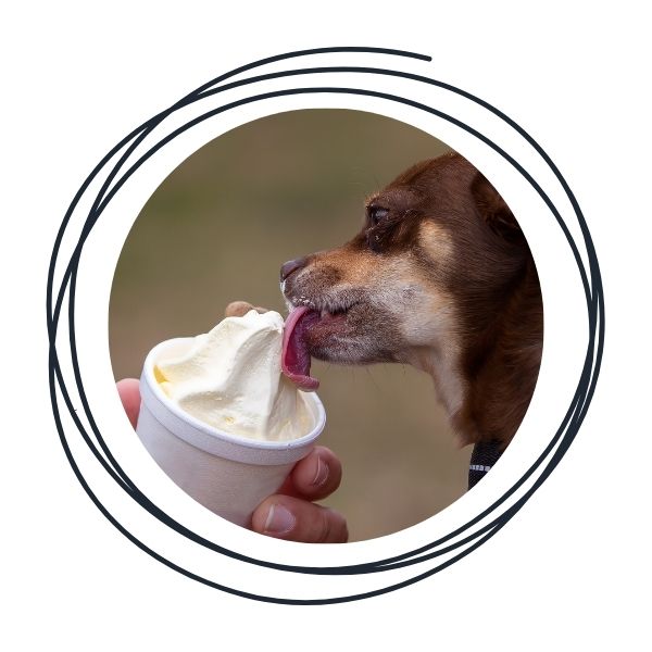Frozen Dog Treats