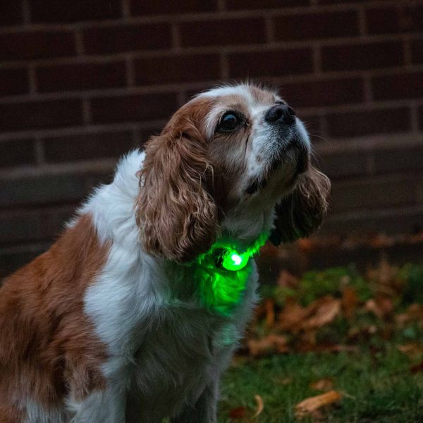 Ancol Rechargeable Blinker (Green)