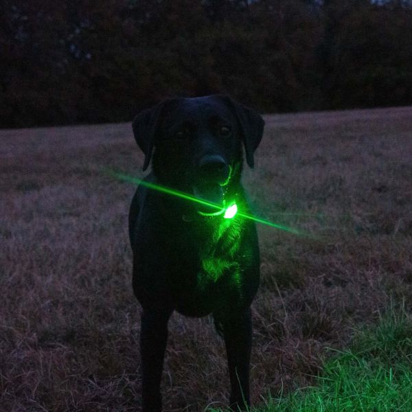 Ancol Rechargeable Blinker (Green)