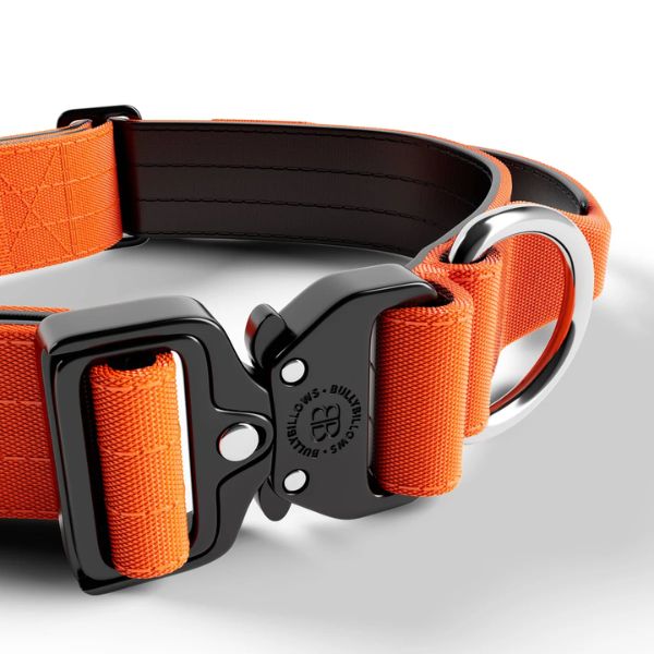 Bully Billows 4cm Combat Collar with Handle and Rated Clip (Orange)