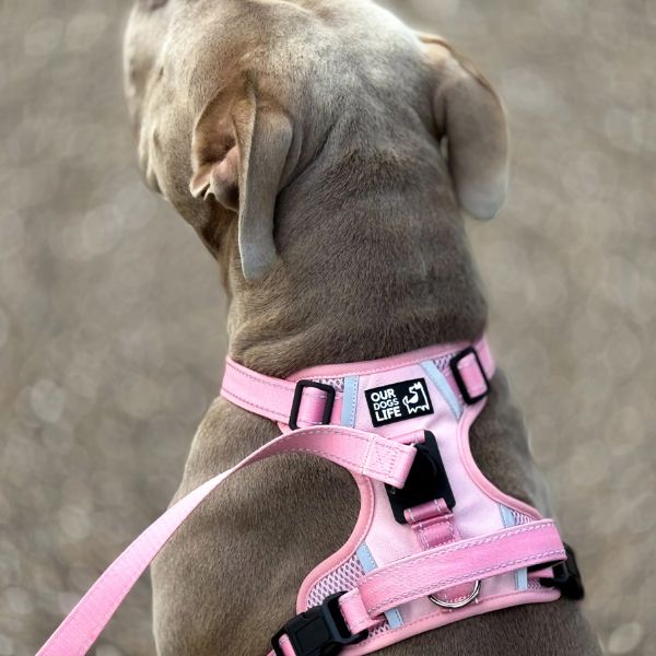 DogsLife Easy Lock Harness Set