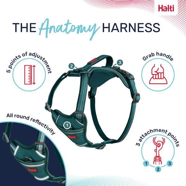 Halti Anatomy Harness (Teal)