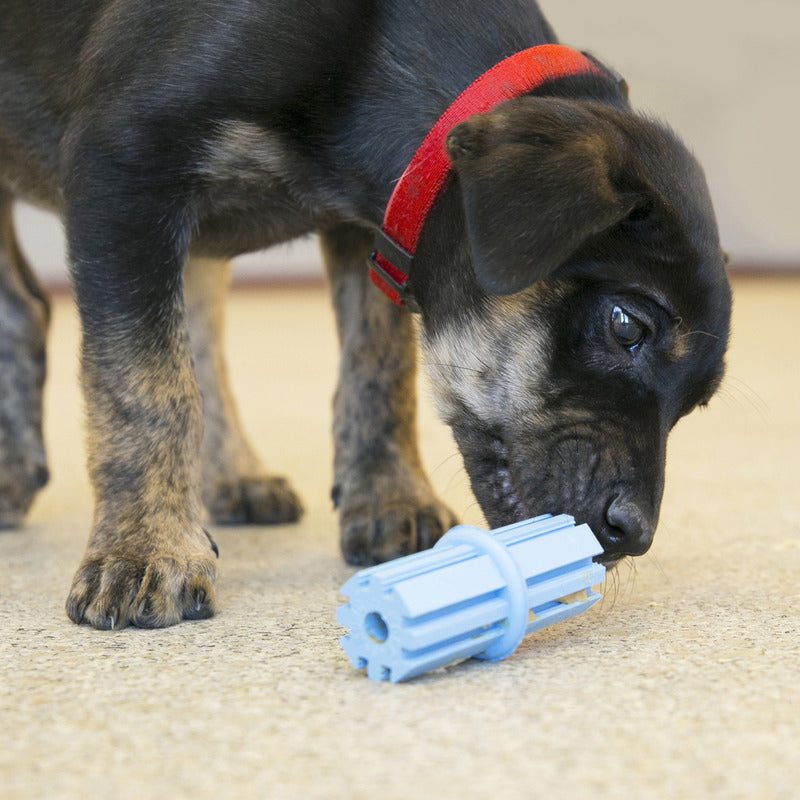 KONG Teething Stick