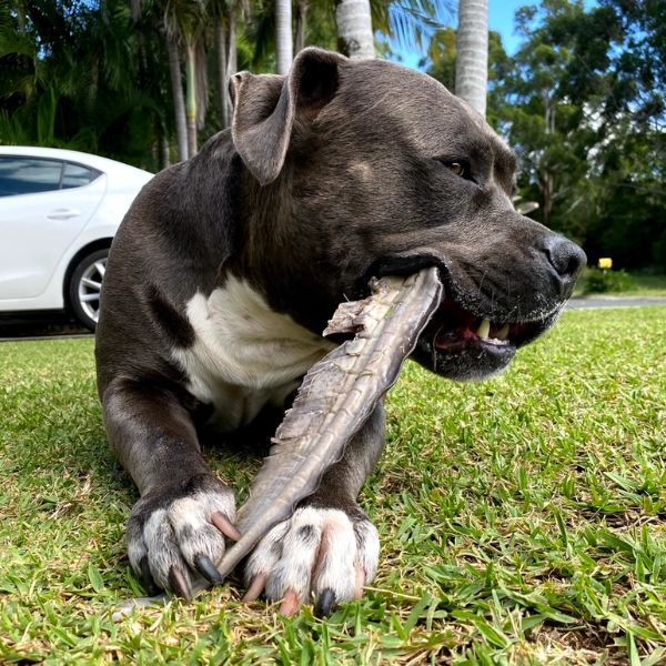 Lulu's Kitchen Gone Fishn' (Shark Tails)