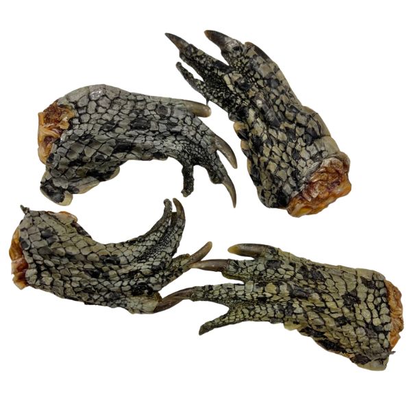 Lulu&#39;s Kitchen Got Crocs (Crocodile Feet)