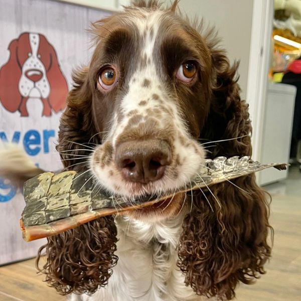 Lulu's Kitchen You Croc My World (Crocodile Tail)