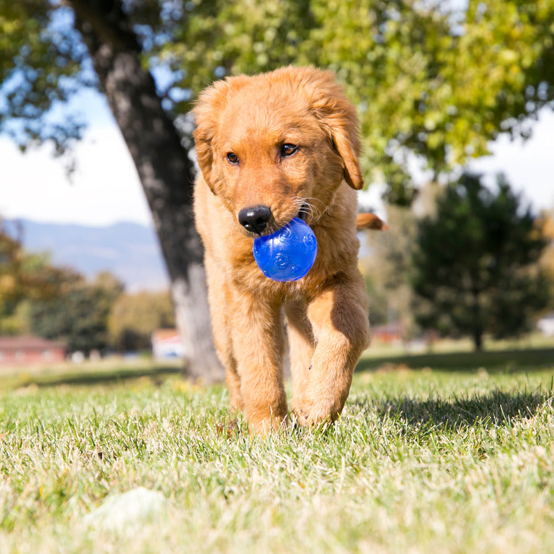 KONG Squeezz® Dental Ball for Dogs