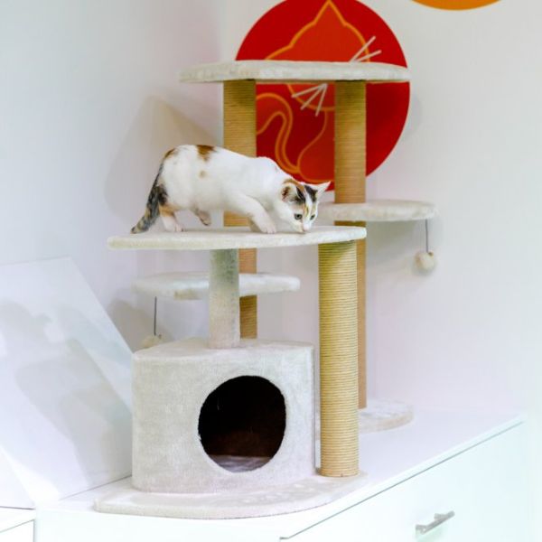 Petface Cream Corner Cat Scratcher