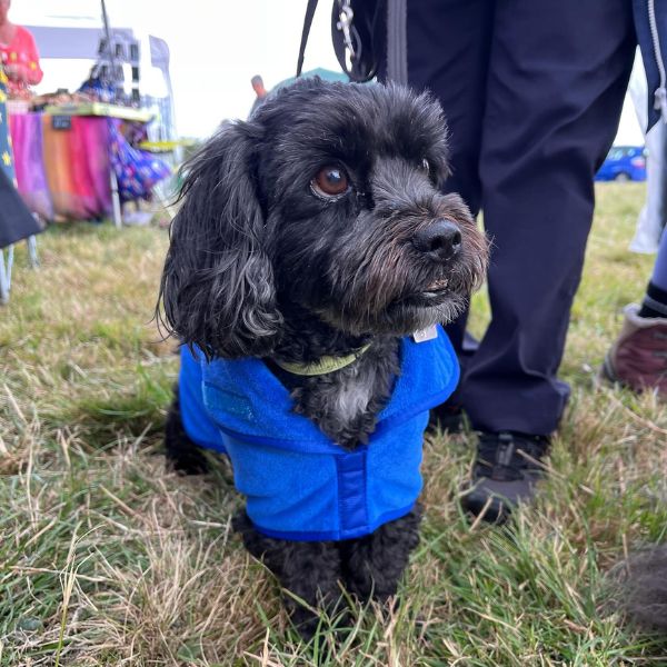 Stellar Luxury Drying Robes for Dogs (Cobalt Blue)