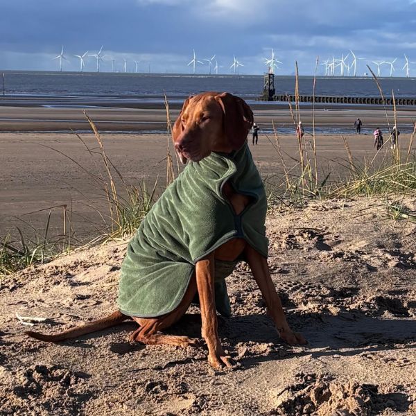Stellar Luxury Drying Robes for Dogs (Chive Green)
