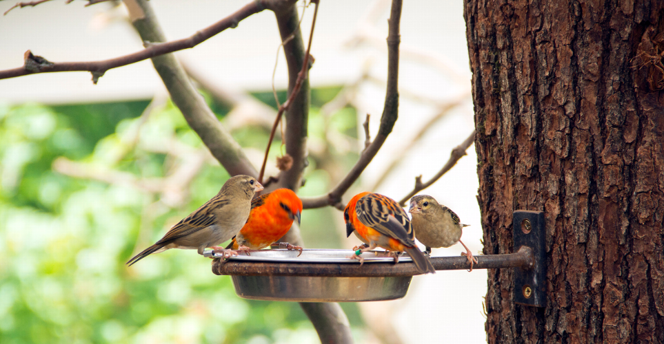 Feeding Wildlife in Your Garden; A Beginners Guide to Bird Feed Creating a welcoming environment for wildlife in your garden is a rewarding way to connect with nature and support local ecosystems. One of the simplest and most enjoyable ways to attract and care for wildlife is by feeding birds. Whether you're a seasoned birdwatcher or new to the world of garden wildlife, providing the right bird feed is essential for maintaining a healthy and vibrant garden. In this beginner's guide, we have explored everything you need to know about feeding birds in your garden, from choosing the right birdseed to ensuring a safe feeding environment, and how the team at Sash & Pepps are here to help you pick the ideal bird feeding equipment for your home.

