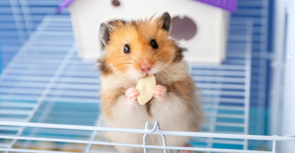 Benefits Of Having A Pet Hamster In Your Home Hamsters are known for being the ideal first pets for children, but even though ideal for children, hamsters still require a lot of care. These small, curious creatures offer many benefits that make them ideal companions for family members of all ages. Whether nestled quietly in their bedding or energetically exploring their environment, hamsters provide entertainment, companionship, and even educational opportunities, making them a wonderful addition to any household.