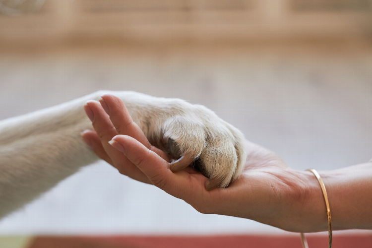 The Benefits of Choosing Natural Pet Treats In recent years, more and more pet owners are finding out about the importance of providing their furry companions with wholesome, natural treats. As the demand for healthier options continues to rise, many pet parents are turning away from traditional treats laden with artificial ingredients and preservatives in favour of those made from natural, whole-food ingredients. In this blog, we'll explore the numerous benefits of choosing natural pet treats and why they're a superior choice for our beloved animal companions. Read on to learn more.
