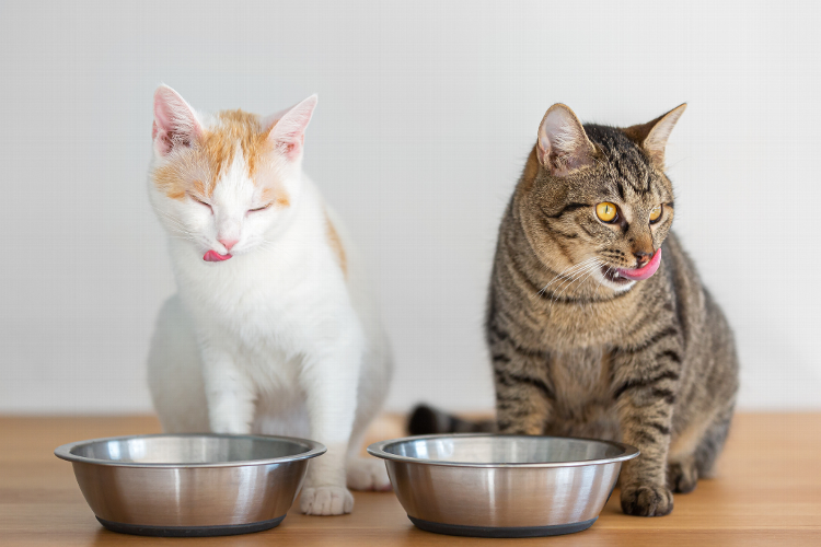 How Natural Foods Can Boost Your Cats Health When selecting the optimal food for your cat, natural cat food emerges as the superior choice. Perhaps you haven't yet explored this option and have been feeding your cat low-quality food. Natural cat food offers a number of benefits, including wholesome ingredients, balanced nutrition, and reduced exposure to artificial additives and fillers. By making the switch to natural cat food, you can provide your cat with the nourishment they need to thrive and ensure their overall well-being for years to come. In this blog, we discuss the importance of quality cat food and its potential to significantly enhance your cat's health. From promoting digestive well-being to boosting energy levels and developing a glossy coat, opting for natural cat food offers a wealth of benefits. 
