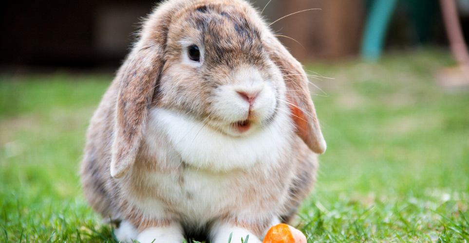 Highlighting Rabbit Care Products Every Owner Needs Keeping a pet rabbit has become increasingly popular in the UK, with more people discovering the companionship they offer. Caring for a rabbit involves providing them with a safe and comfortable living environment, whether they are free roaming in your home or housed in a spacious hutch. For free-roaming house rabbits, ensure your home is rabbit-proofed to protect both your bunny and your belongings. 

