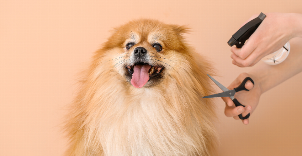 Essential Tools Every Dog Owner Needs for Home Grooming At-home grooming is an integral part of dog care that ensures your pet remains healthy, comfortable, and looking their best. Having the right tools can make the grooming process not only easier but also enjoyable for both you and your dog.   