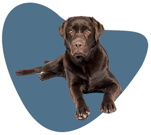 Brown Labrador sitting on floor