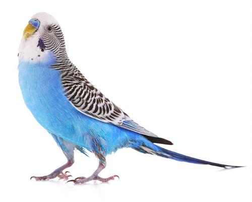 Blue Budgie