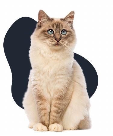 fluffy cat sitting on floor