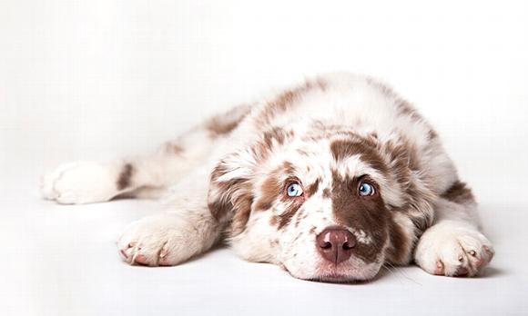 dog laying down looking to the Left