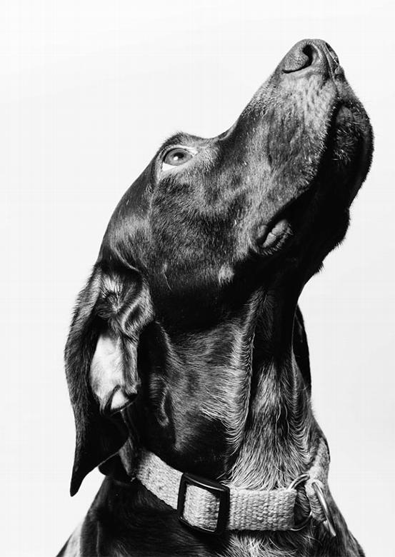 Labrador looking up in black and white