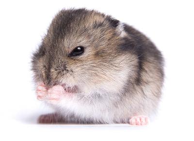 Hamster cleaning itself