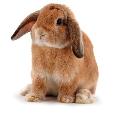 brown floppy eared rabbit